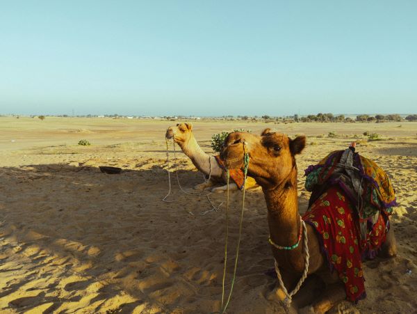 desert camp packages in jaisalmer