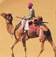 Evening Camel Safari tour Packages