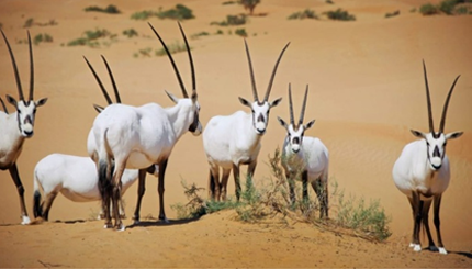 DESERT NATIONAL PARK 