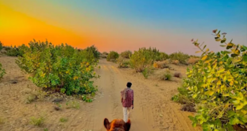 Sunset Safari