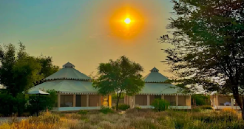 Sunset Safari