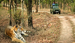 Taxi Jaipur to Ranthambore